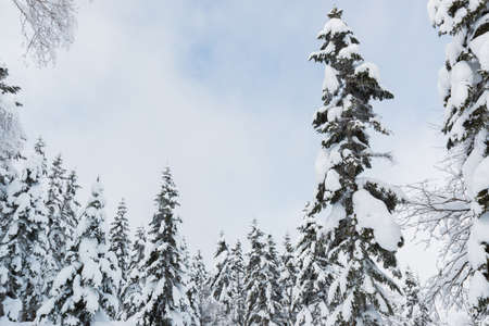 Beautiful winter landscape with snow covered trees, wonderful winter in snowfall day.の写真素材