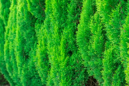 Thuja green texture natural background.の写真素材