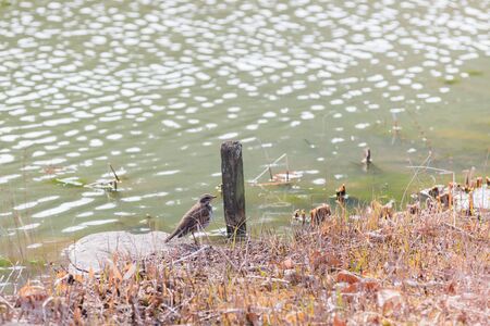 sparrow bird finding food on riversideの写真素材