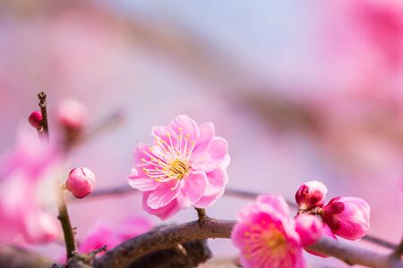 Pink flower ume (Japanese apricot) blossoms on beautiful background. close up.の写真素材
