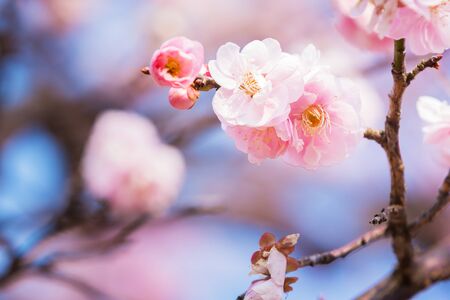 Pink flower ume (Japanese apricot) blossoms on beautiful background. close up.の写真素材