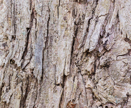 Tree bark texture natural background.の写真素材