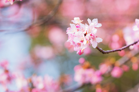 Pink flower ume (Japanese apricot) blossoms on beautiful backgroundの写真素材