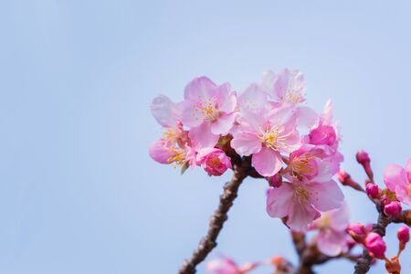 Pink flower ume (Japanese apricot) blossoms on beautiful background. close up.の写真素材