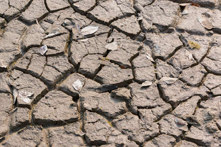 Arid and dry cracked earth in forest soil with dry leaves.の写真素材