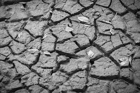 Arid and dry cracked earth in forest soil with dry leaves.の写真素材