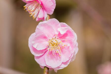 Pink flower ume (Japanese apricot) blossoms on beautiful background. close up.の写真素材