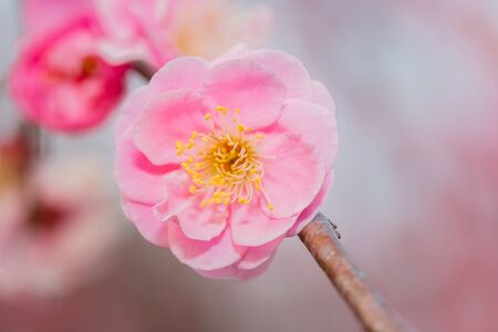 Pink flower ume (Japanese apricot) blossoms on beautiful background. close up.の写真素材