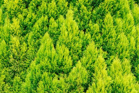 Thuja green texture natural background.の写真素材