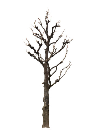Old single dry tree, isolated on white background. Object with clipping path.の写真素材