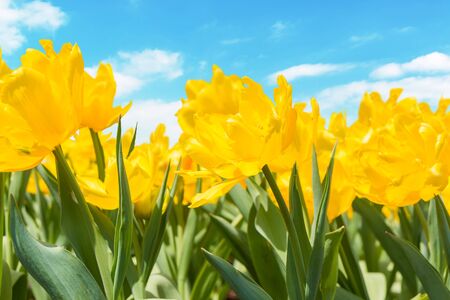 Beautiful yellow tulips in flowers garden with sky background.の写真素材