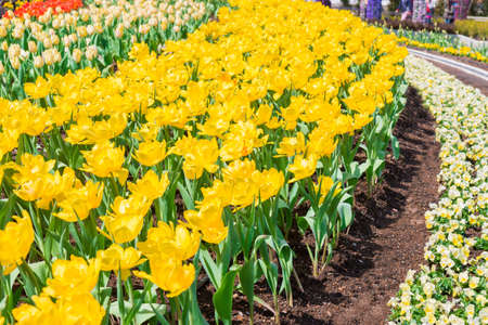 Beautiful floral yellow tulips in flowers garden.の写真素材