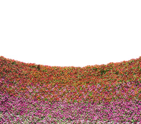 the wall of pansy flower with white blank space.の写真素材
