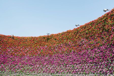 the wall of pansy flower with sky background.の写真素材
