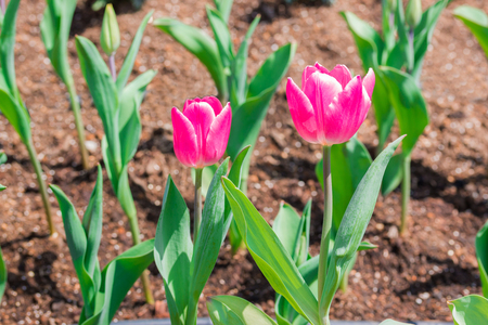 Beautiful floral pink tulips in flowers garden.の写真素材