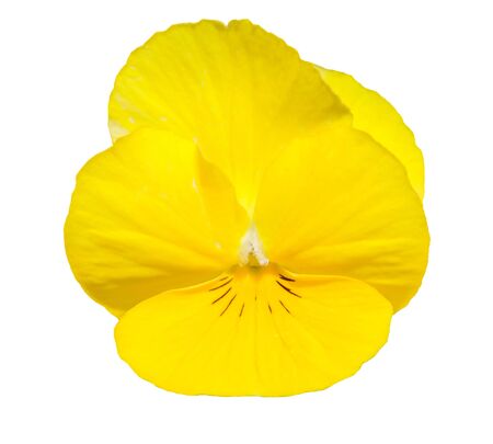 Viola yellow Pansy Flower Isolated on White Background. Object with clipping path.の写真素材