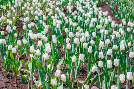 Beautiful floral white tulips in flowers garden.の写真素材