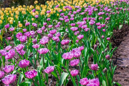 Beautiful floral purple tulips in flowers garden.の写真素材