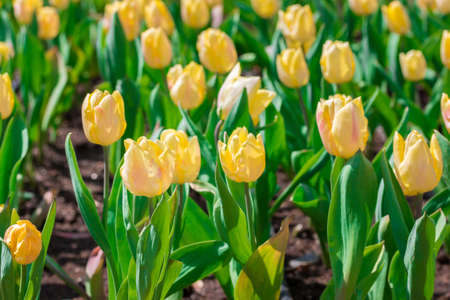 Beautiful floral yellow tulips in flowers garden.の写真素材