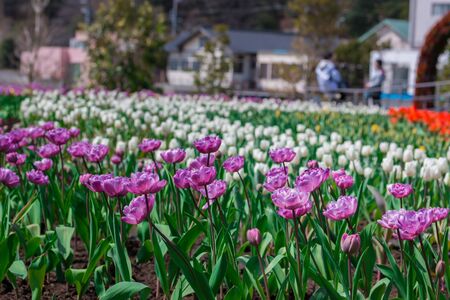 Beautiful floral purple tulips in flowers garden.の写真素材