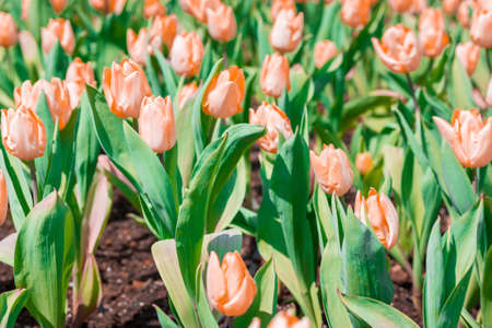 Beautiful floral orange tulips in flowers garden.の写真素材