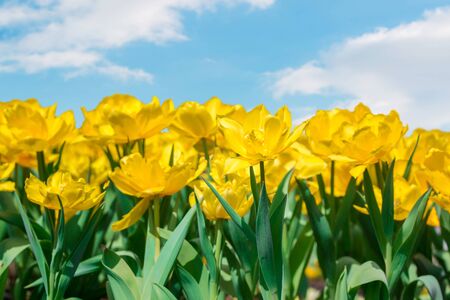 Beautiful yellow tulips in flowers garden with sky background.の写真素材