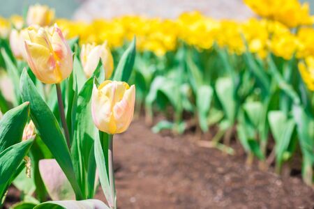 Beautiful floral yellow tulips in flowers garden.の写真素材