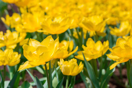 Beautiful floral yellow tulips in flowers garden.の写真素材