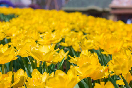 Beautiful floral yellow tulips in flowers garden.の写真素材