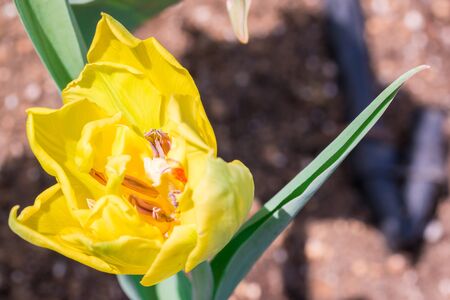 Close-up Tulip macro of anthers with pollen grains of yellow Tulip flower.の写真素材