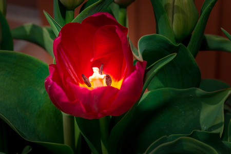 Close-up Tulip macro of anthers with pollen grains of red Tulip flower. dark tone.の写真素材