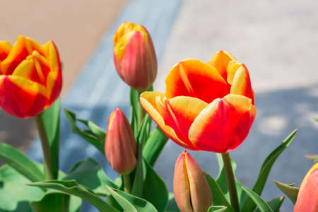 Beautiful floral red tulips in flowers garden.の写真素材