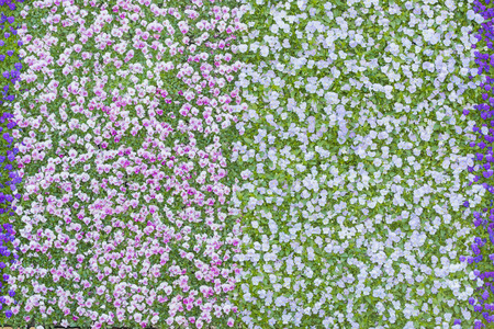 Beautiful pansy colorful flowers pattern on the wall backgroundの写真素材