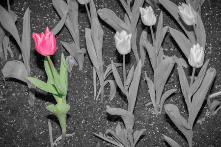 Beautiful tulips in flower garden on black and white in different color concept.の写真素材