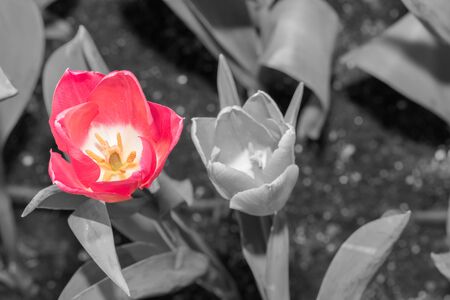 Beautiful tulips in flower garden on black and white in different color concept.の写真素材