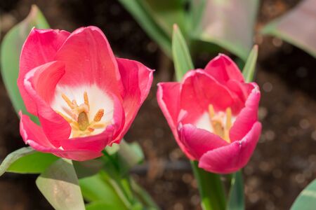 Close-up Tulip macro of anthers with pollen grains of pink Tulip flower.の写真素材