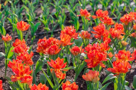 Beautiful floral red tulips in flowers garden.の写真素材