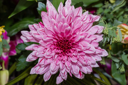 Purple chrysanthemum flower in nature background.の写真素材