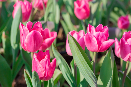 Beautiful floral pink tulips in flowers garden.の写真素材