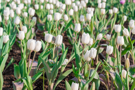 Beautiful floral white tulips in flowers garden.の写真素材