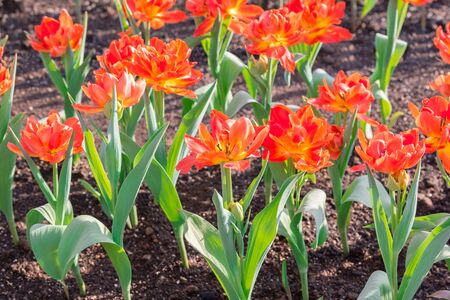 Beautiful floral red tulips in flowers garden.の写真素材