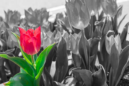 Beautiful tulips in flower garden on black and white in different color concept.の写真素材