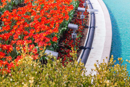 Beautiful floral red tulips in flowers garden.の写真素材