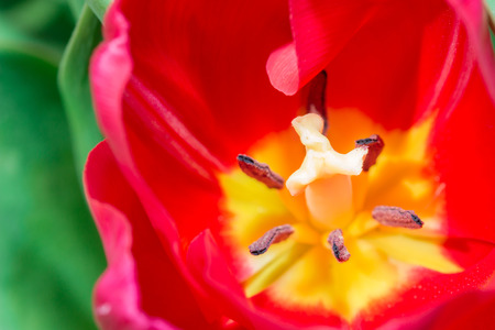 Close-up Tulip macro of anthers with pollen grains of red Tulip flower.の写真素材