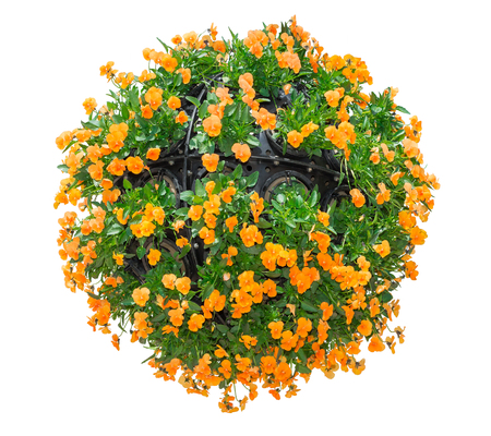 Bunch of Viola yellow Pansy Flower Isolated on White Background. Object with clipping path.の写真素材