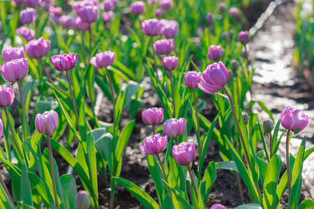Beautiful floral purple tulips in flowers garden.の写真素材
