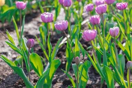 Beautiful floral purple tulips in flowers garden.の写真素材