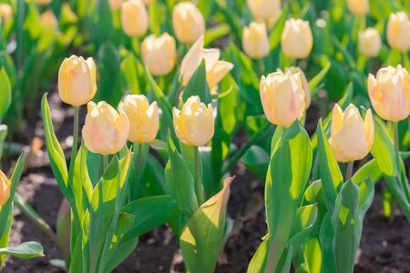 Beautiful floral yellow tulips in flowers garden.の写真素材