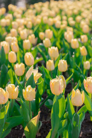 Beautiful floral yellow tulips in flowers garden.の写真素材