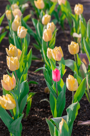 Striking red flowering tulip differs from the many yellow blooming tulips in different color concept.の写真素材